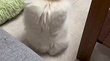 小猫咪，你的手手呢？