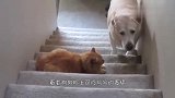 小主人咬了猫咪尾巴一口,猫咪刚要发火,回头看是宝宝秒变脸
