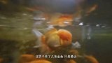 金鱼眼睛被肉挡住了，男子为金鱼做切割手术，镜头记录全过程