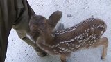 大叔偶遇小梅花鹿，只因摸了一下就被粘上，甩不掉了！