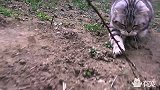肥猫一身的肉，一身的肉