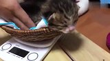 率先睁开眼的白色小奶猫，四处张望，那摇摇晃晃的模样好可爱