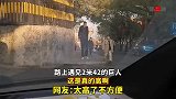 路上遇见2米42的巨人，这是真的高啊，太高了不方便