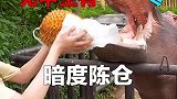 看河马吃各种蔬菜水果，唯独没看过河马吃榴莲，今天就要试一试