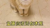 又是和我家猫斗智斗勇的一天……猫 萌宠出道计划 剧情 剧情反转 动物故事创编