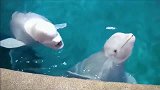 管理员帮白鲸洗澡，白鲸非常高兴，这叫声太好听了