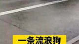 新郎下了婚车，把流浪狗子接回了家