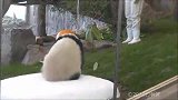 坏蛋大熊猫，把饲养员都给整害羞了