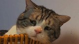 猫咪：到点网抑云了