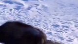 两只灰狼捕食小牦牛