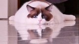 今日猫法 星探家 猫 猫咪 吸猫