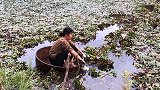长假回乡“采红菱”，到高淳体验邓丽君唱的渔乡风情