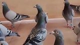 在鸽群里默默无闻，一到赛场上就熠熠生辉，这羽鸽我万都不卖