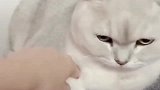 猫咪：别犟了，朕帮你暖手！