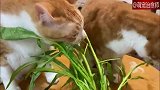 猫咪特别爱吃空心菜，而且还只吃叶子，很会挑食呀！