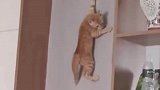 这是披着猫皮的壁虎吧，竟然会飞檐走壁