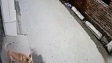 狗子已经靠边走了，摩托男子还是要动手，监控拍下不耻一幕！