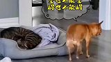 套用鲁迅的名言打断你的腿，再给你一副拐杖