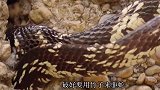 为什么家里进蛇，老人说只能用竹子来驱赶？看完解开多年疑惑