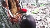 原来啄木鸟是这样啄树的...点头如捣蒜？