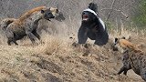 鬣狗偷袭平头哥，不料平头哥使出“杀手锏”，鬣狗最后悲剧了！