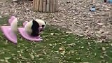 这是一只坚强不屈百折不挠迎难而上的小团团