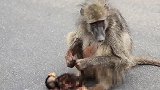 小猴子不幸被撞死亡 母猴悲伤紧抱不愿放手