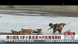 格斗-14年-狮口脱险8岁小象击退14只饥饿母狮群-新闻