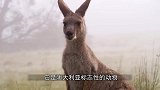 袋鼠与拳击手较量，却不按套路出牌，袋鼠：你在教我打拳？