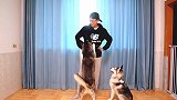 主人不让二哈拉雪橇，居然让它拉滑板！