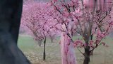 白夭夭去桃花林回忆过去,许宣却用障眼法跟着,不敢直接去见她