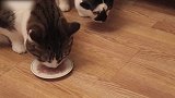 埋头吃猫粮的小猫咪，真是极可爱的呢，想养一只一样的！