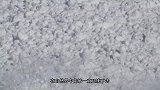 这是我见过最嚣张的兔子，蹦跶着去调戏狼群，结果啪啪打脸了