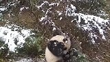 树上的雪落到熊猫身上，把团子给惹毛了。