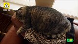 吃太多！被宠溺的猫咪都要胖成球啦