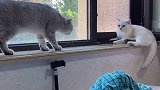 团子：终究是错付了……