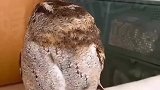 这猫头鹰看起来有种清澈蠢萌