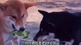 爆笑：这小姐姐真霸道