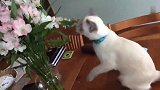 终于拍到猫咪在弄我的花了