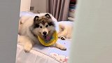 真羡慕小狗们每天无忧无虑的样子