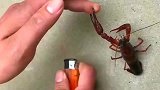 你有你的大钳子，我有我的打火机，看看谁更厉害！