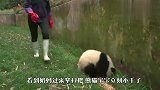 熊猫：站住！这扫把是我捡到的，快还给我！看完千万别笑