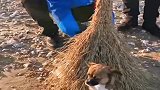 流浪狗被装进袋子扔到海边，冻得瑟瑟发抖！