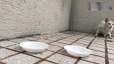 网友吃完猫粮，你就是我的猫了，流浪猫一脸上当受骗！