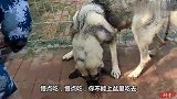 卡斯罗、狼毛青这种大型犬，每天喂一顿狗粮，吃上狗粮就兴奋