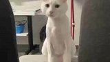 猫咪和主人对视，它真的好会啊