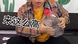 无情哈了少
