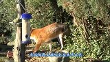 狐狸闯进猫咪领地，猫咪二话不说直接开打，镜头记录全过程