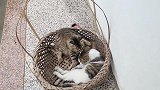 狸花猫今日真反常，它不打儿子了