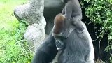 当猩猩爸爸带孩子，猩爸一脸生无可恋的看着地上